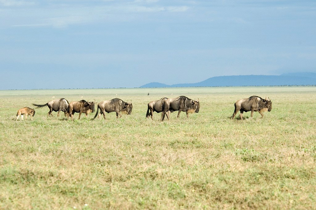 Ndutu Gnu vandring01.jpg - Blue Wilderbeest (Connochaetus taurinus), Tanzania March 2006